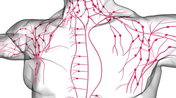 人体淋巴结解剖用于医学概念3D渲染图片下载