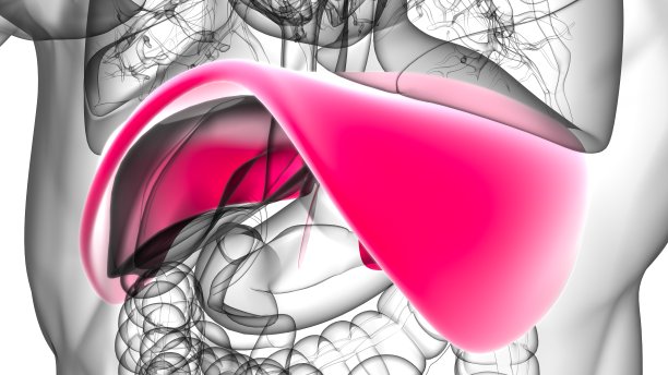 医用概念三维渲染的膈肌人体呼吸系统解剖图片下载