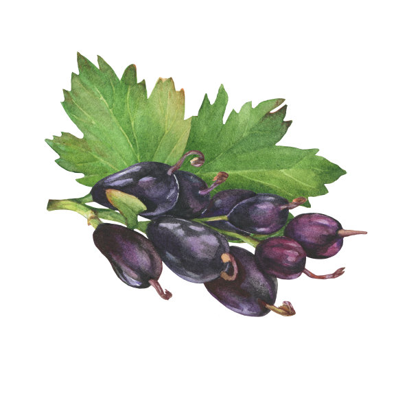 黑加仑子浆果。水彩手绘插图，孤立的白色背景。图片下载