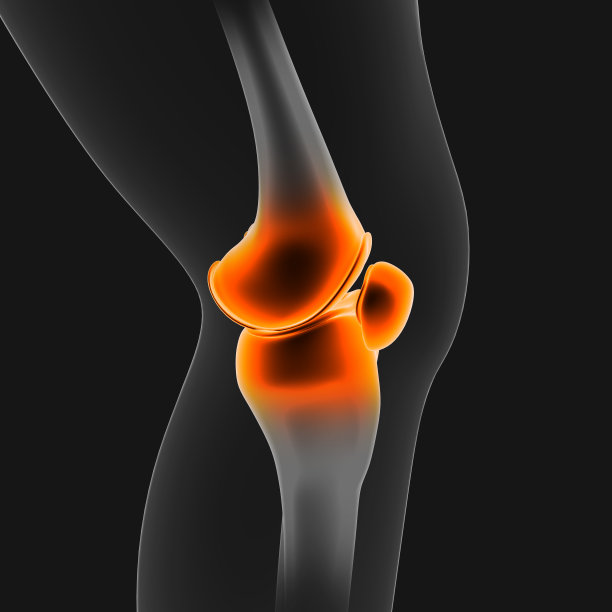 人体骨骼图片下载