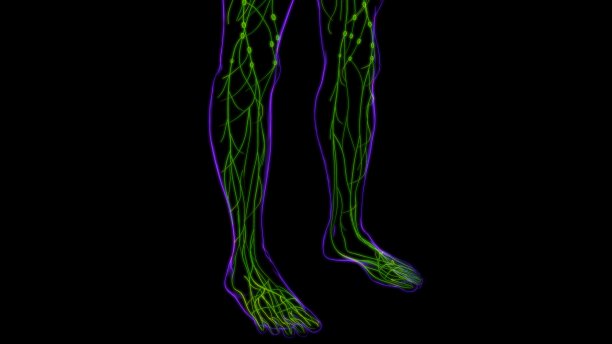 人体淋巴结解剖用于医学概念3D渲染图片下载