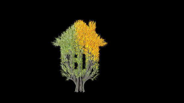 树长得像房子一样。环保的概念。图片下载