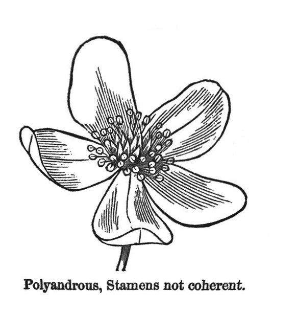 古董插图-花-多雄-雄蕊不连贯图片下载