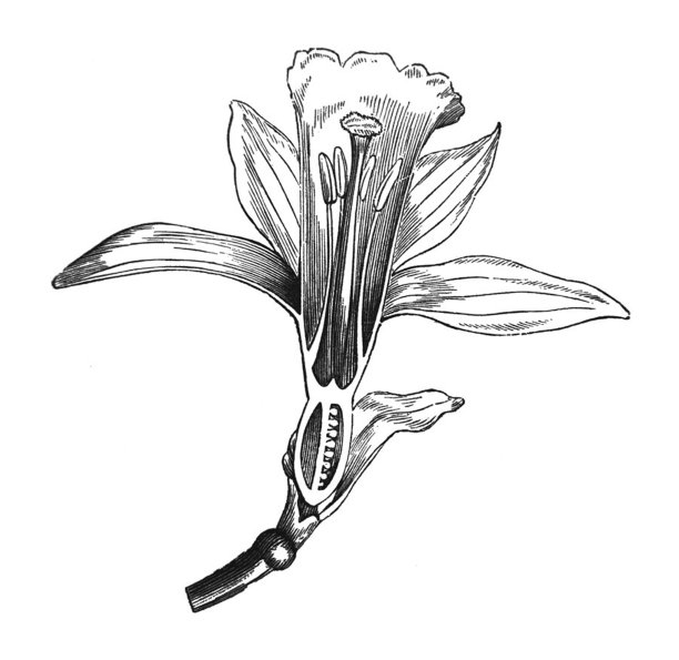 古董插图-花-水仙花的垂直部分图片下载