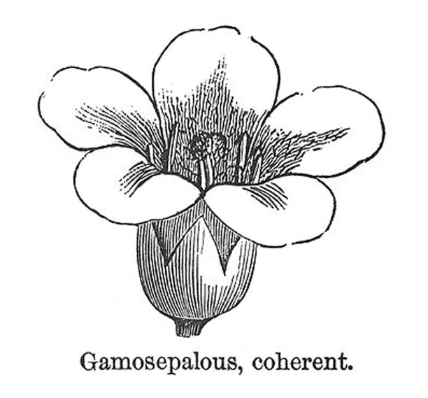 古董插图-花-雌雄同体，连贯图片下载