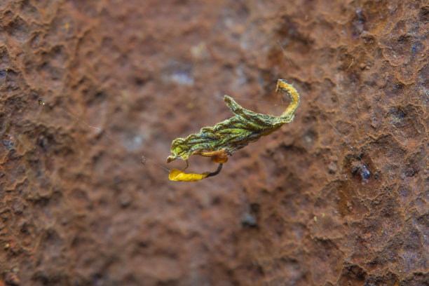 背景与旧的金属表面与锈迹和剥落的油漆。干枯的老叶子像蜘蛛网一样挂着。在高倍放大的精细细节。照片与软焦点和模糊的背景。图片下载