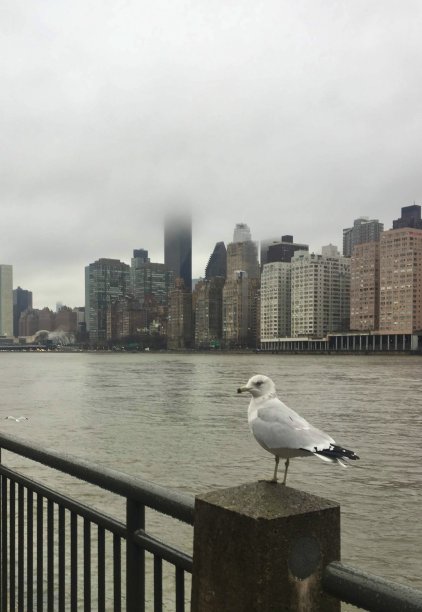 罗斯福Ialand海鸥图片下载