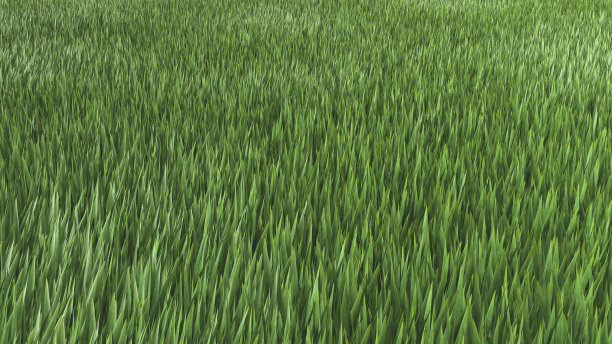 绿色的草地。3 d演示。图片下载