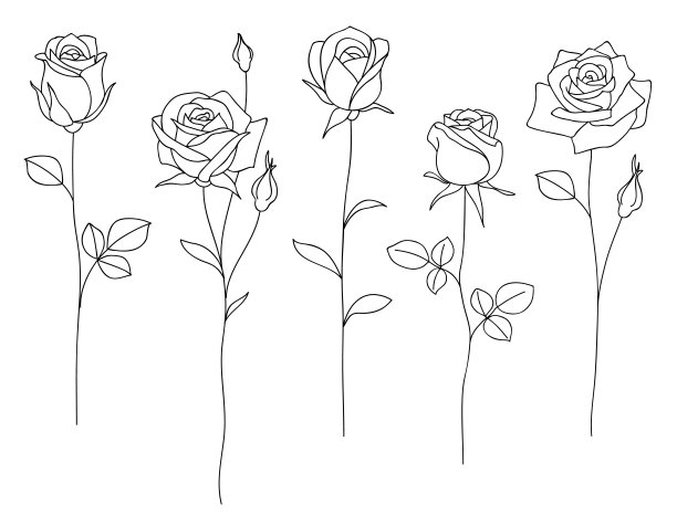 一套装饰手绘玫瑰孤立在白色。花朵图标。图片下载