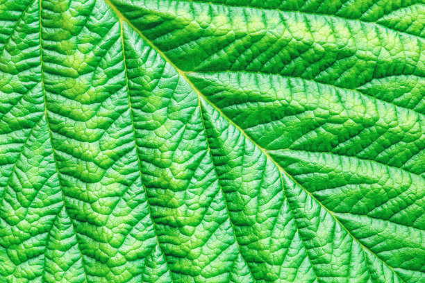 绿色纹理叶片微距照片，抽象植物背景图片下载