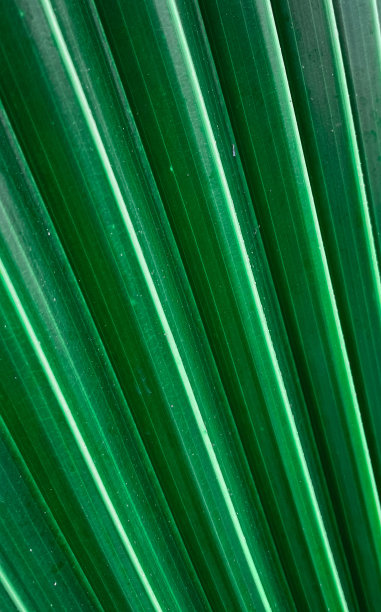 椰子树叶子:近处有线条图案图片下载