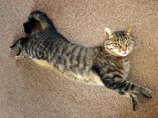 家虎斑猫的高角度视图图片下载