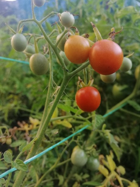 西红柿图片下载