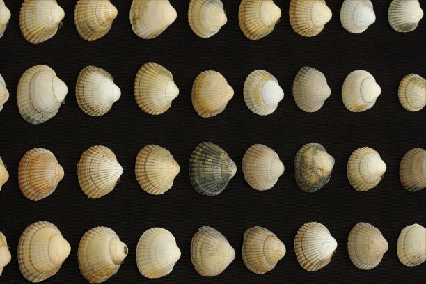 的贝壳图片下载