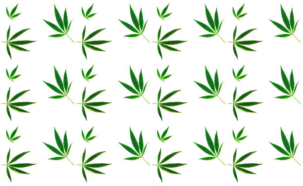 白色背景上的大麻叶图案。创意设计空间。图片下载
