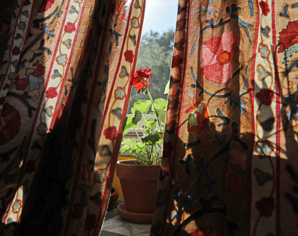 盛开的天竺葵之花。图片下载