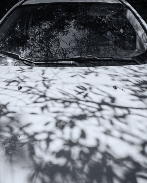 茂盛的树叶投射在汽车上图片下载