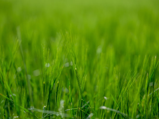 作物小麦种植园的特写和绿色的新鲜小麦穗照片背景图片下载