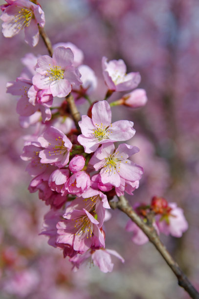 孤立樱花枝图片下载