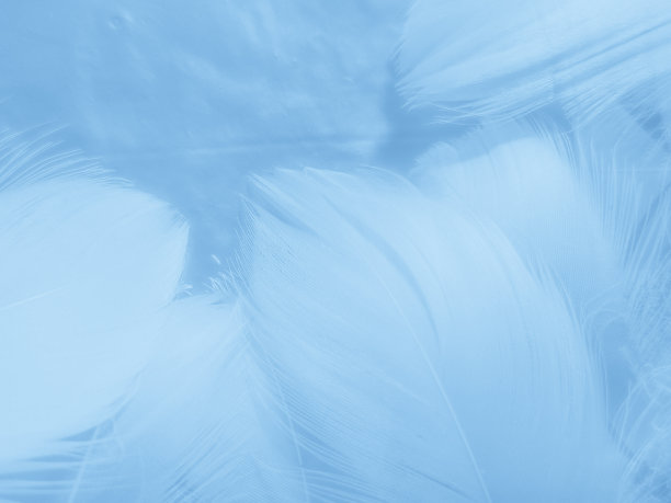 美丽的抽象彩色蓝色羽毛在白色的背景和柔软的白色羽毛纹理在蓝色的图案和蓝色的背景，羽毛背景，蓝色横幅图片下载