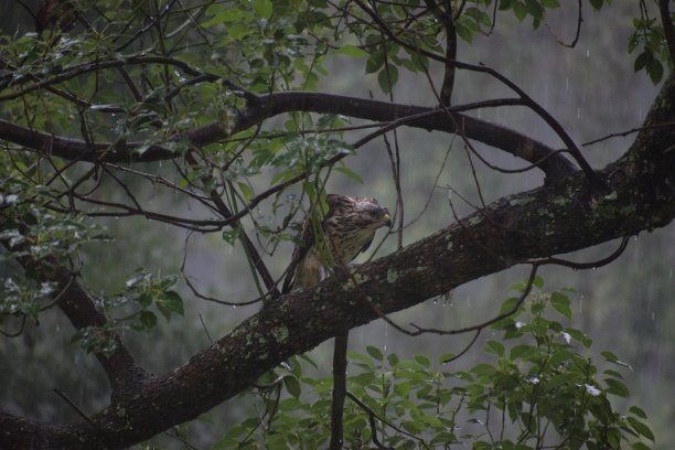雨中的红肩鹰图片下载