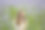 少女在盛开的田野里图片下载