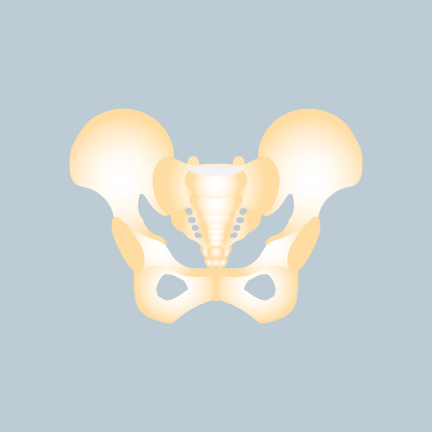 解剖骨盆骨、内脏器官、身体部位整形、生殖系统、保健理念图片下载