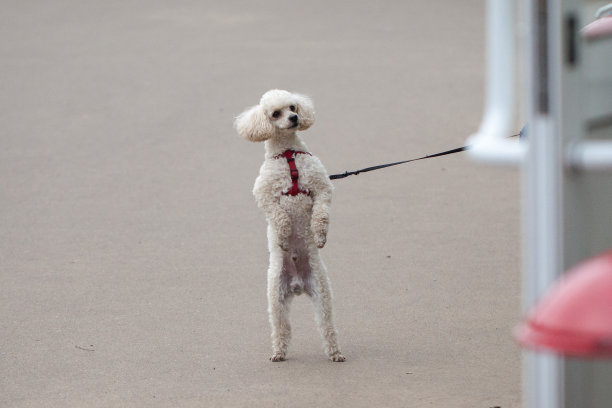 小白狮子狗用后腿站立图片下载