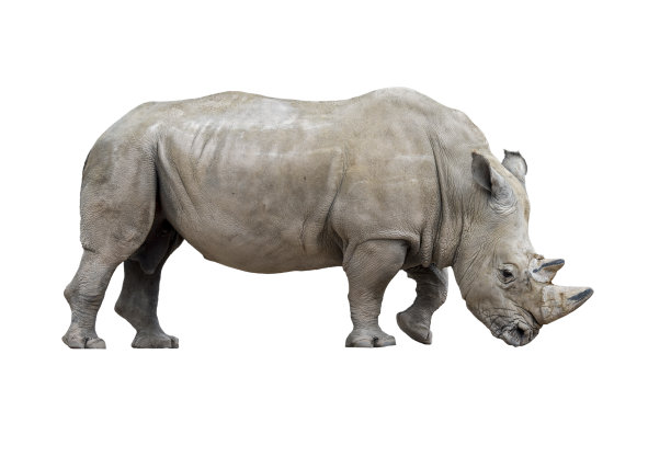 白犀牛/白犀牛(Ceratotherium simum)原产非洲东部和南部，在后期制作中以白色为背景图片下载