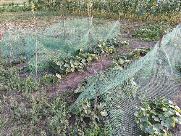 有南瓜的菜园图片下载