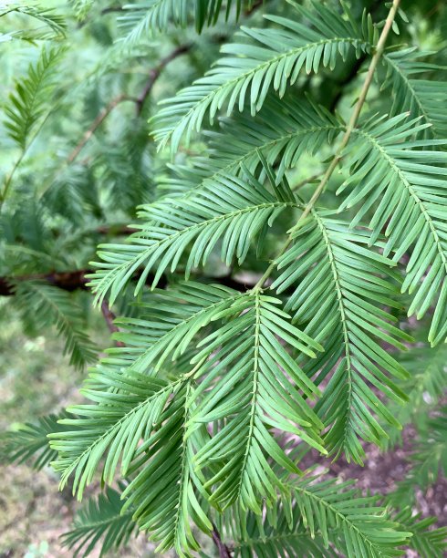 黎明红木水杉树枝图片下载