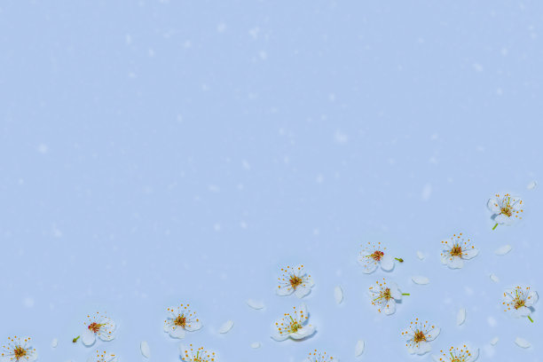 鲜艳多彩的春花。美丽的自然风景。图片下载