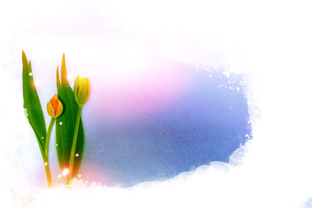 自然的花卉背景，春光明媚。图片下载