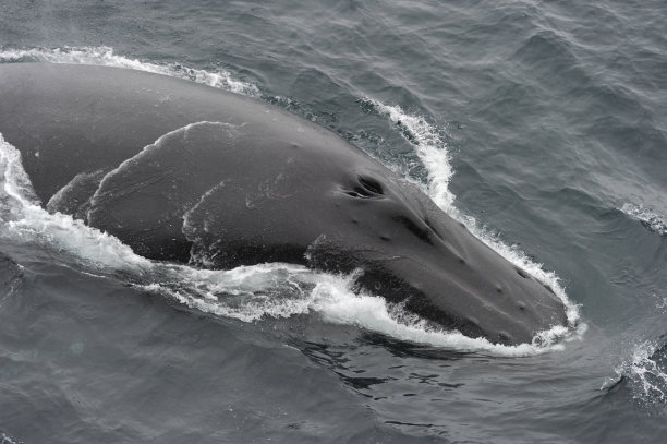座头鲸(新大翅目)头图片下载