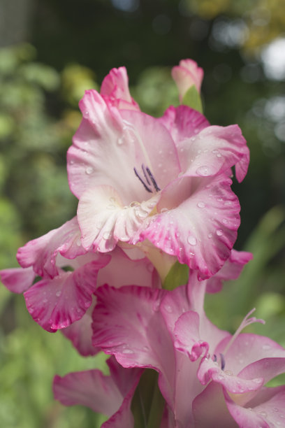 雨后桃红剑兰滴。图片下载
