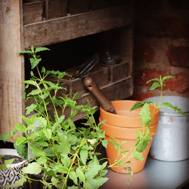 盆栽棚图片下载