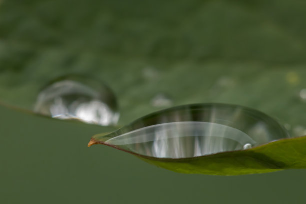 水滴在树叶上图片下载