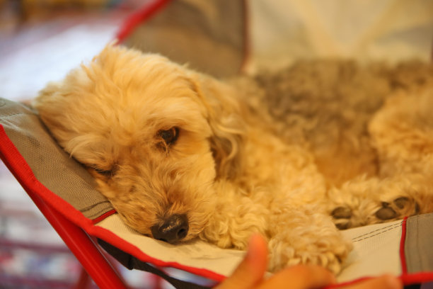 一只15岁的狗在家里休息。图片下载