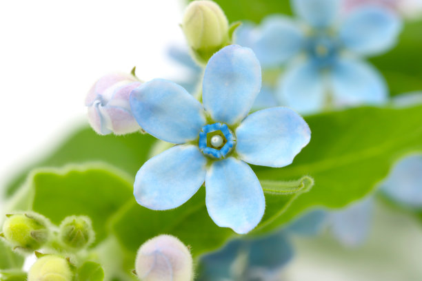 蓝色花孤立在白色背景图片下载