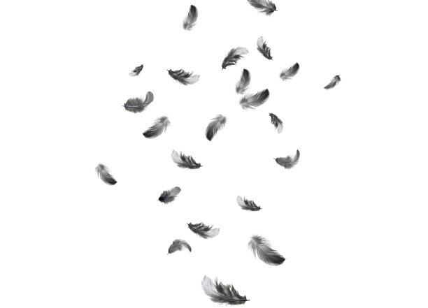 一群黑色羽毛的鸟漂浮在空中。羽毛抽象孤立在白色背景。图片下载