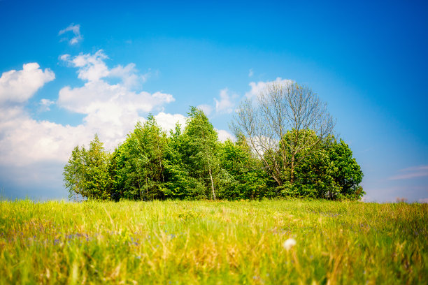 绿草地之间的森林岛图片下载