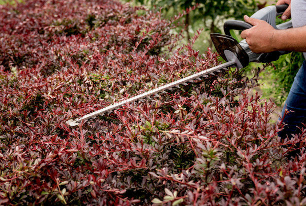 修剪灌木的园丁图片下载