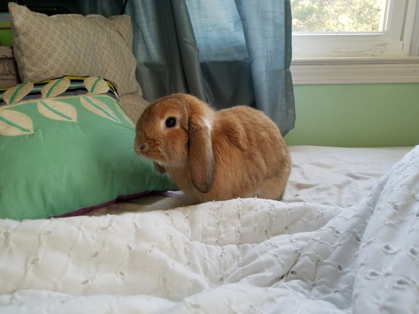 迷你斜坡图片下载