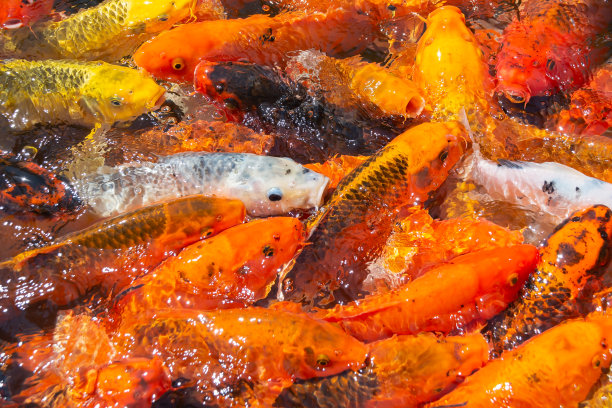 堆金鲤鱼日本锦鲤在水中图片下载