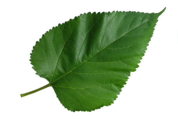 孤立的绿叶，桑叶在白色背景上。图片下载