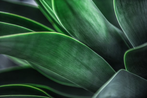 绿色植物图片下载