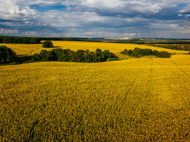 夏日的向日葵田素材图片