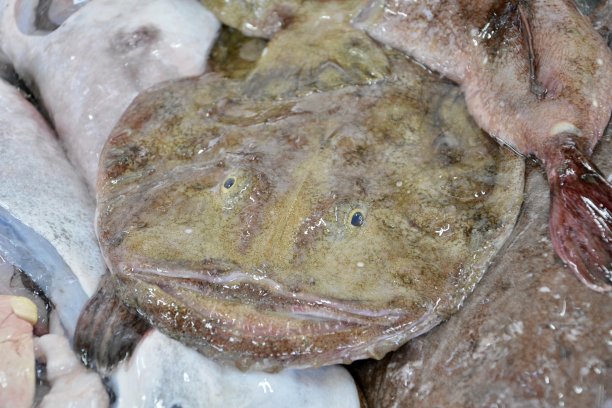 鱼市场图片下载