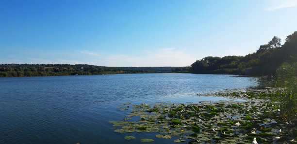 河边盛开的百合花图片下载