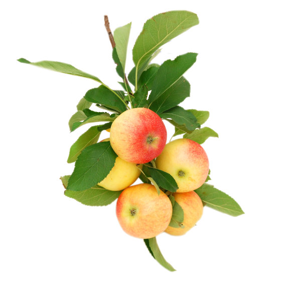 加拉苹果在树枝上图片下载